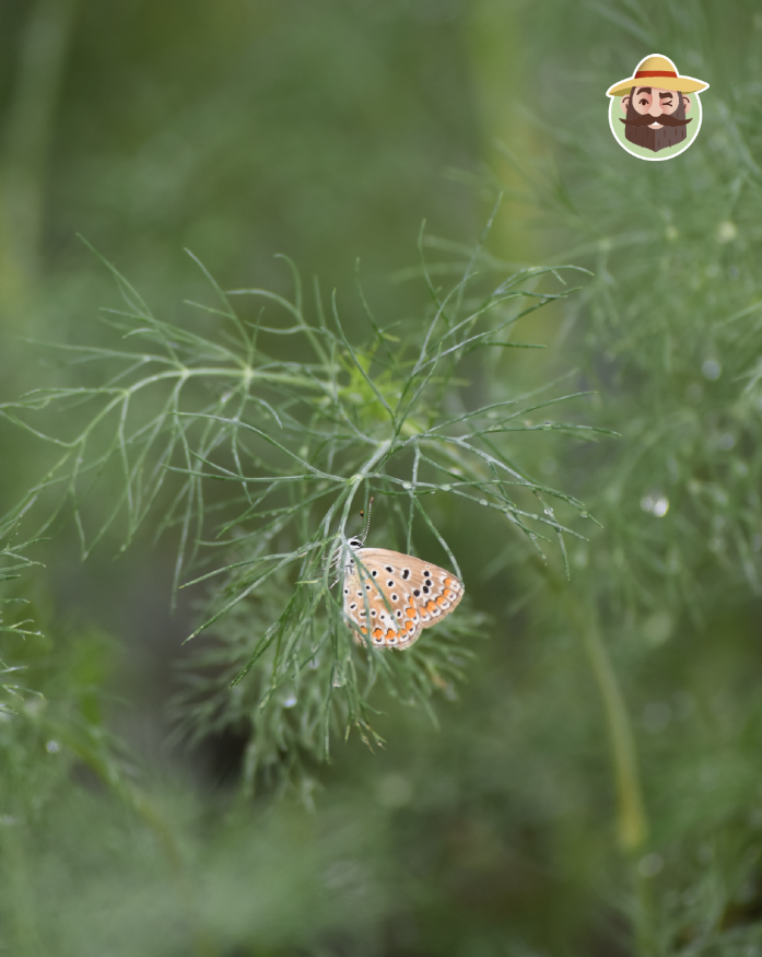 Papillon